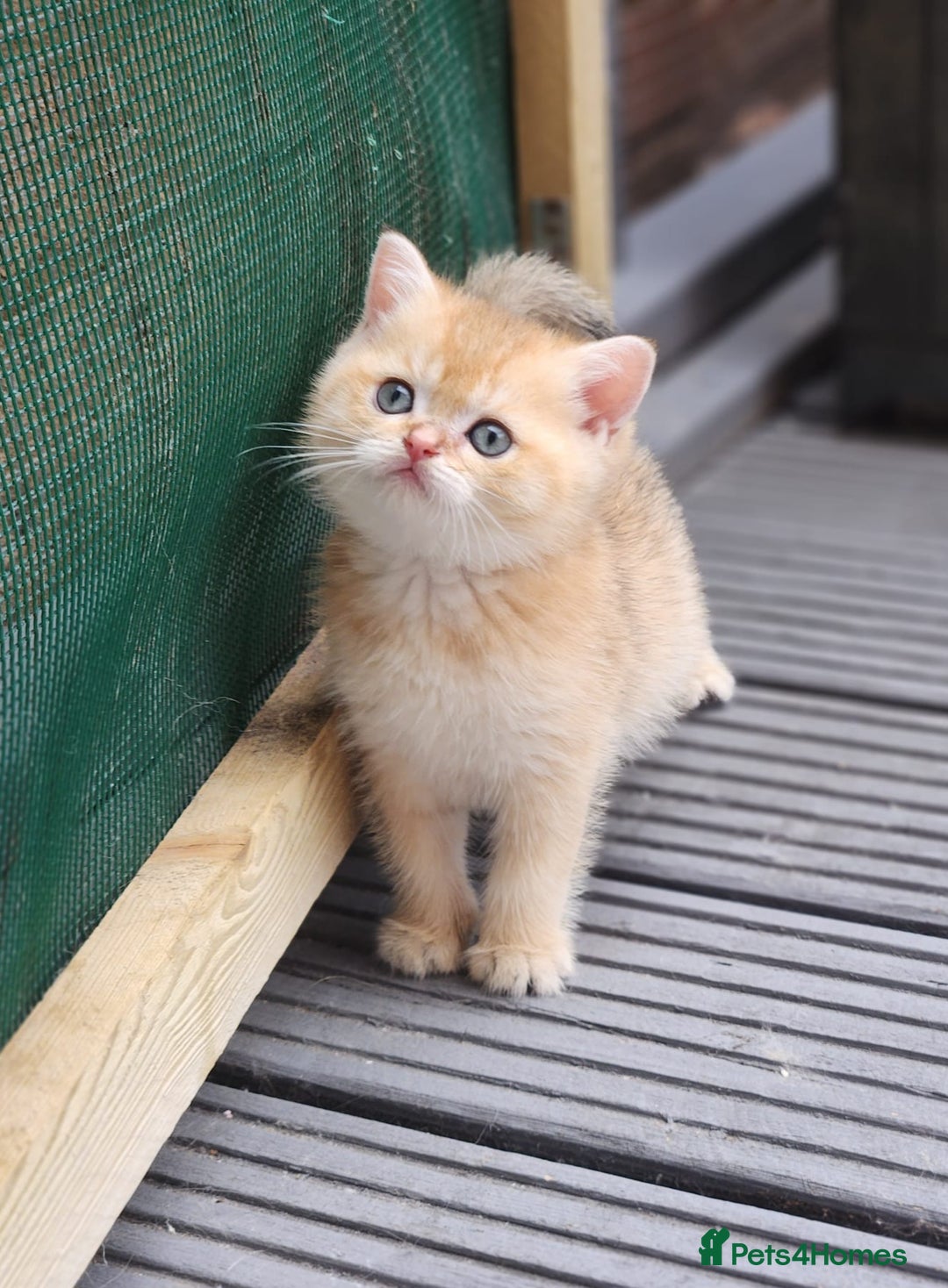 British Shorthair cats for sale: Tica reg Golden Shaded British shorthair kittens. - Image 3