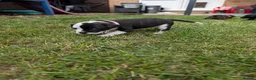 Staffordshire Bull Terrier dogs for sale: Stunning Brindle & White Staffy Pups - Advert 17