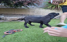 Labrador Retriever dogs for sale: ONLY 2 LEFT. Beautiful Healthy Labrador Puppies - Image 15