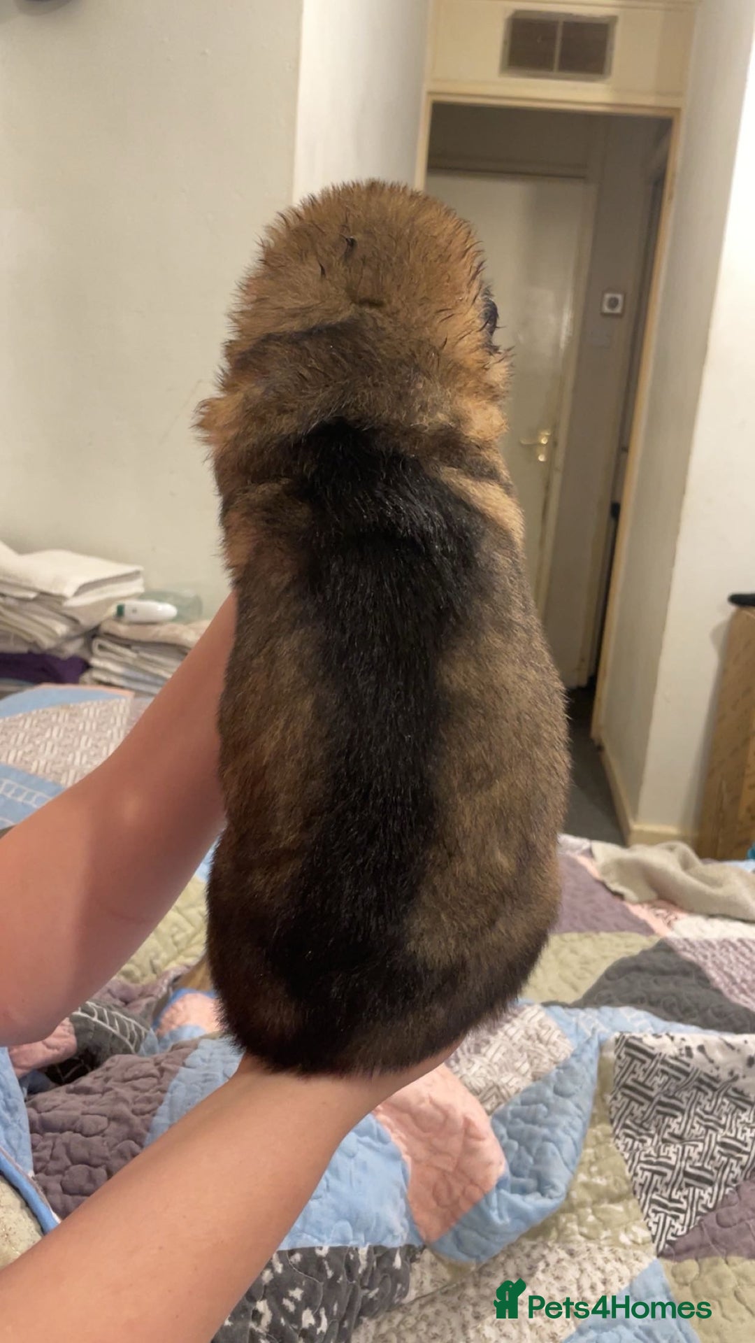 German Shepherd dogs for sale: This gorgeous boy needs a chance  - Image 5