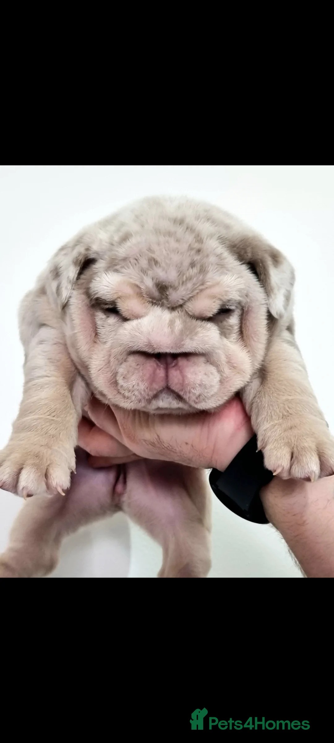 English Bulldog dogs for sale: 2 stunning Girl English bulldogs - Advert 2
