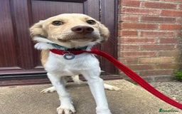 Mixed Breed dogs for adoption: Pocket - Norwich Norfolk  - Image 4