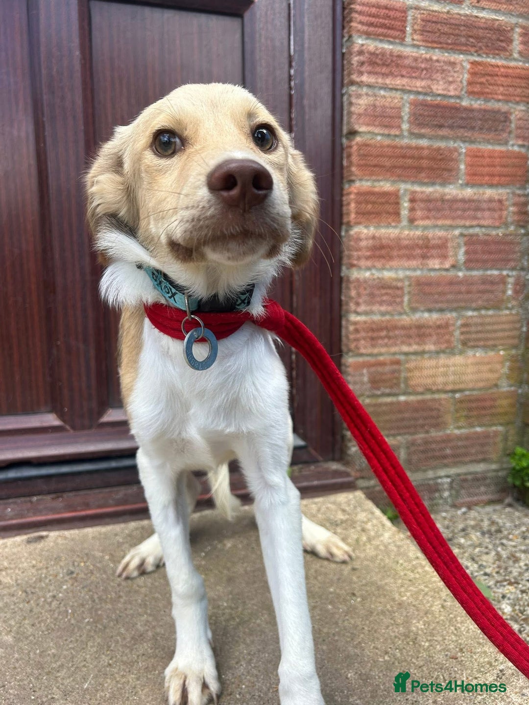 Mixed Breed dogs for adoption: Pocket - Norwich Norfolk  - Image 4