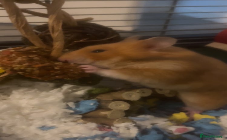 Hamster rodents - Advert 1