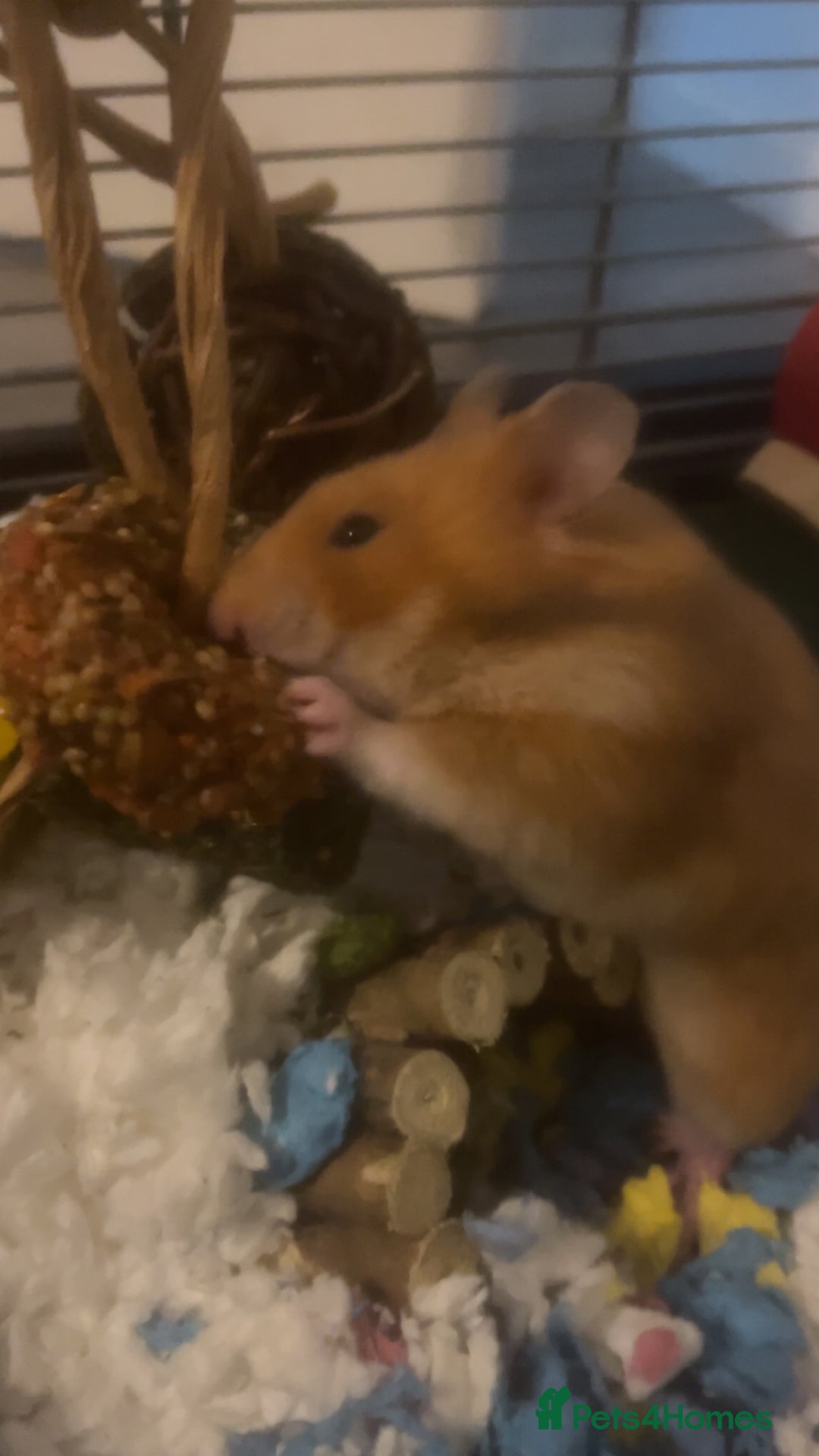 Hamster rodents for sale: ASAP. Syrian hamster for sale!!! - Image 1