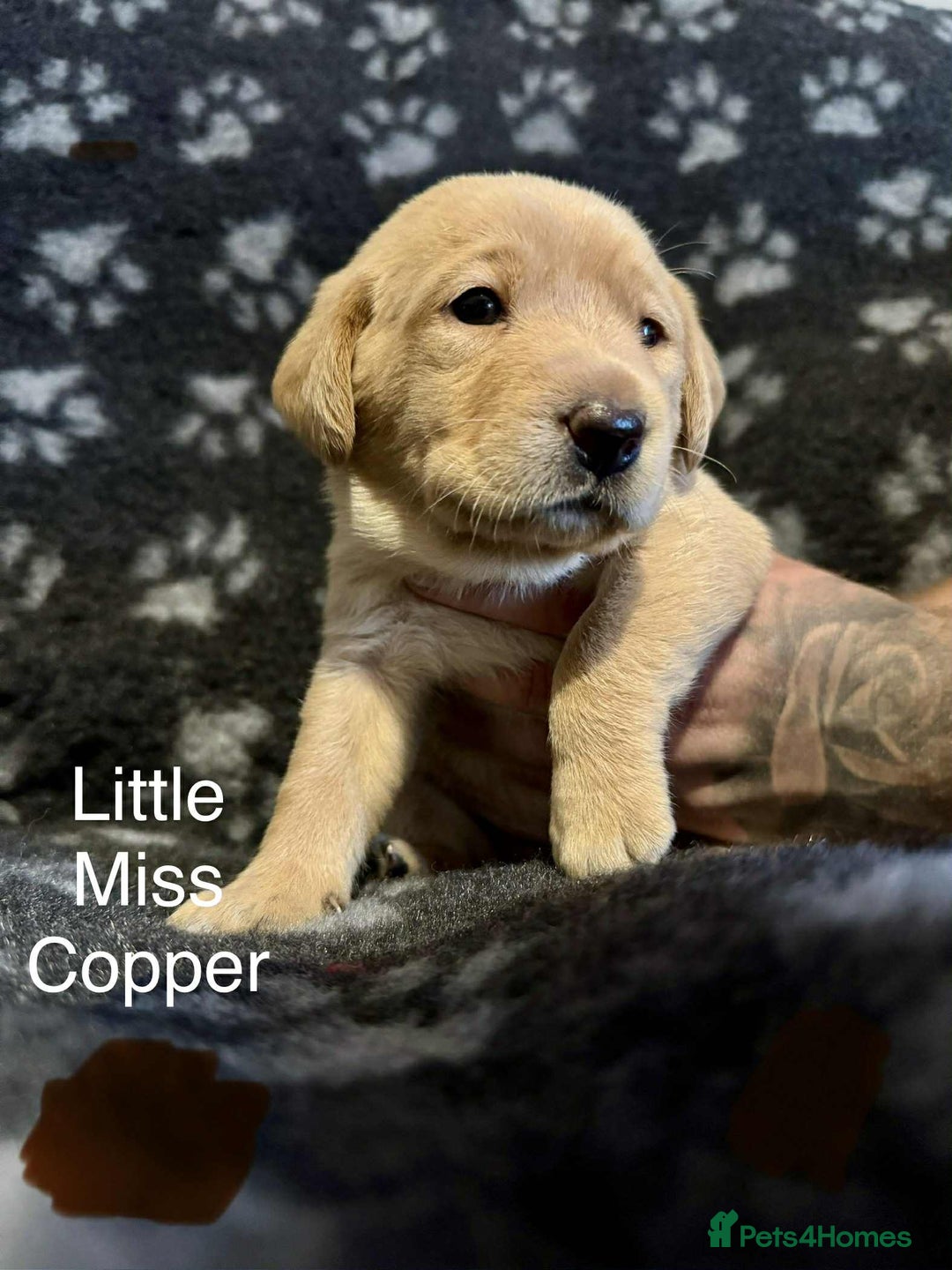 Labrador Retriever dogs for sale: Dudley Fox Red Labradors with FTCH in lineage - Advert 19