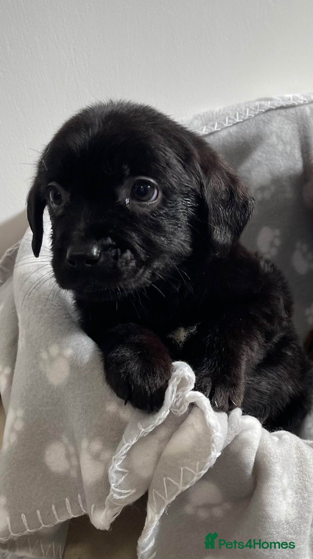 Labrador Retriever dogs for sale: Gorgeous Labrador pups - Advert 1