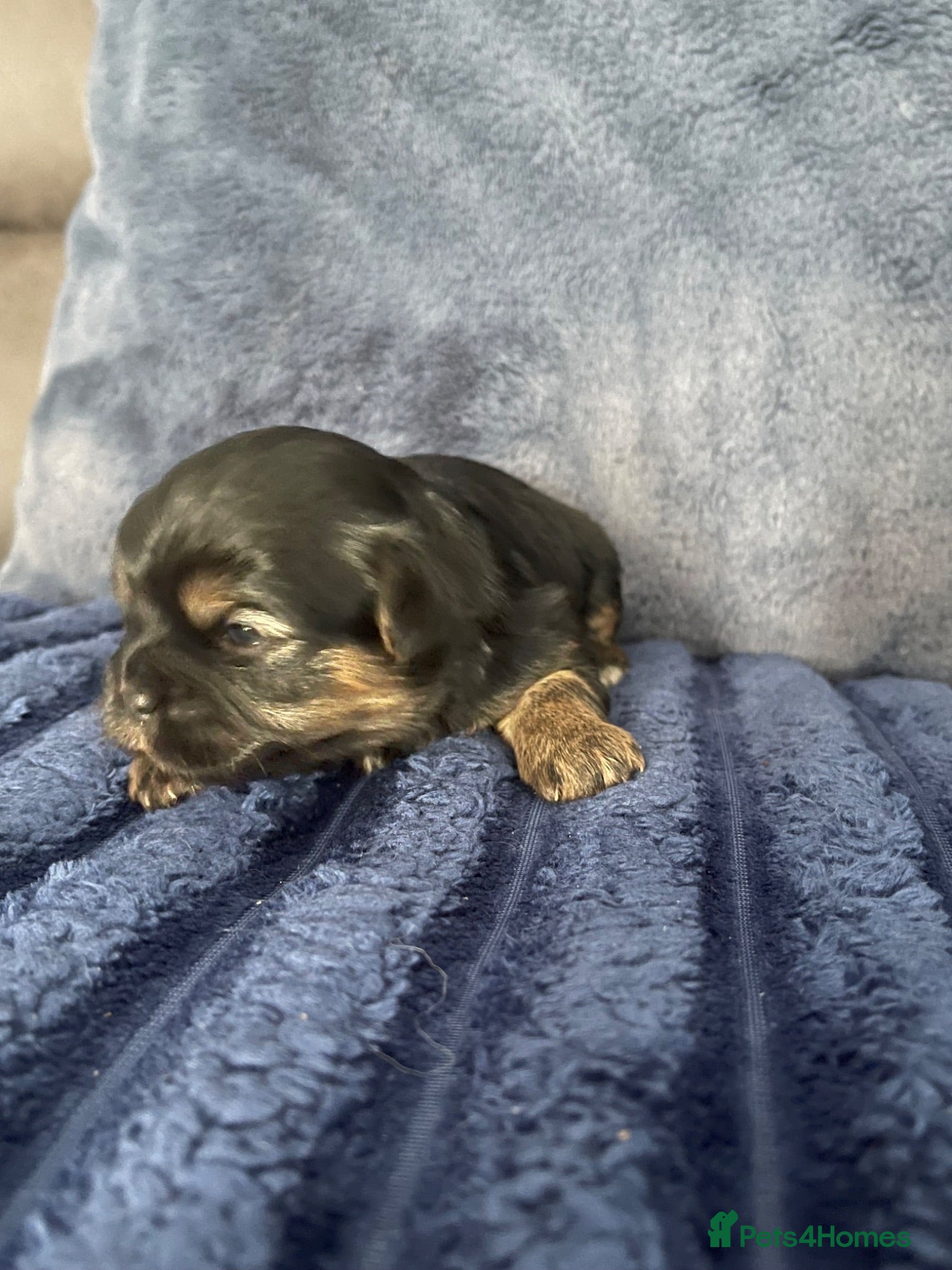 Mixed Breed dogs Shih Tzu x Maltese puppies  - Advert 9