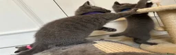 Russian Blue cats for sale: Russian Blue Kittens - Advert 2