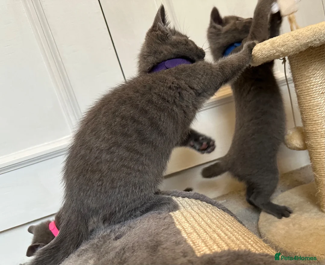 Russian Blue cats for sale: Russian Blue Kittens - Advert 2