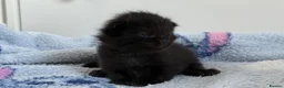 Mixed Breed cats for sale: 7 Long Haired Black Kittens - Advert 17