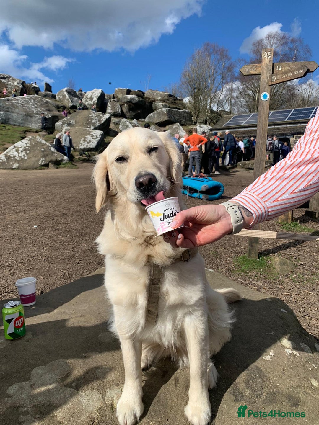 Golden Retriever dogs for sale: 2 year old golden retriever female  - Advert 3