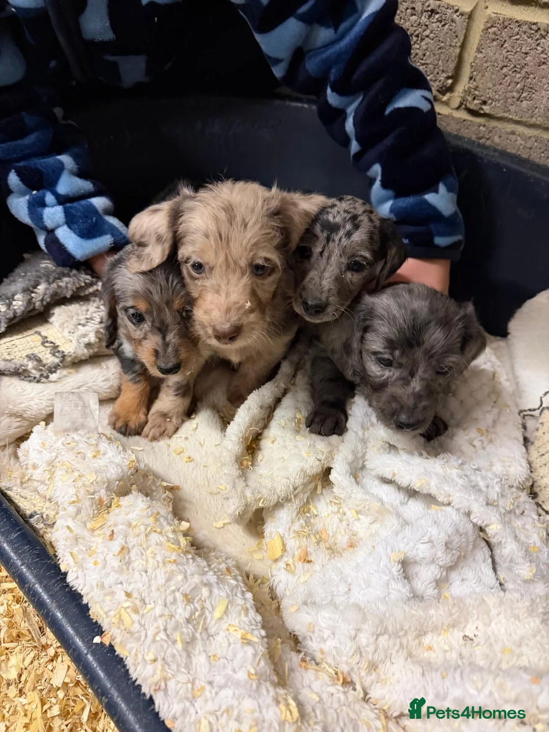 Doxiepoo dogs for sale: Doxipoo puppies in Haywards Heath - Advert 3