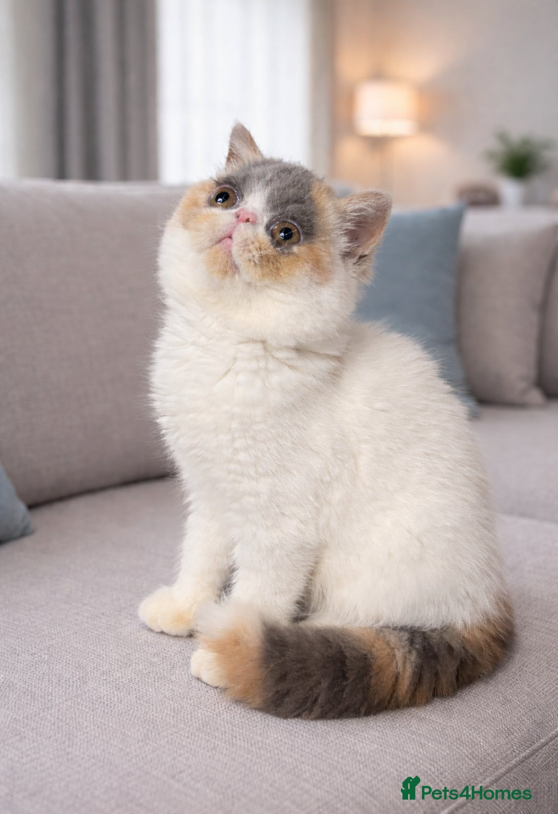 Exotic cats 💗 FEMALE EXOTIC KITTEN READY NOW  💗 - Advert 1