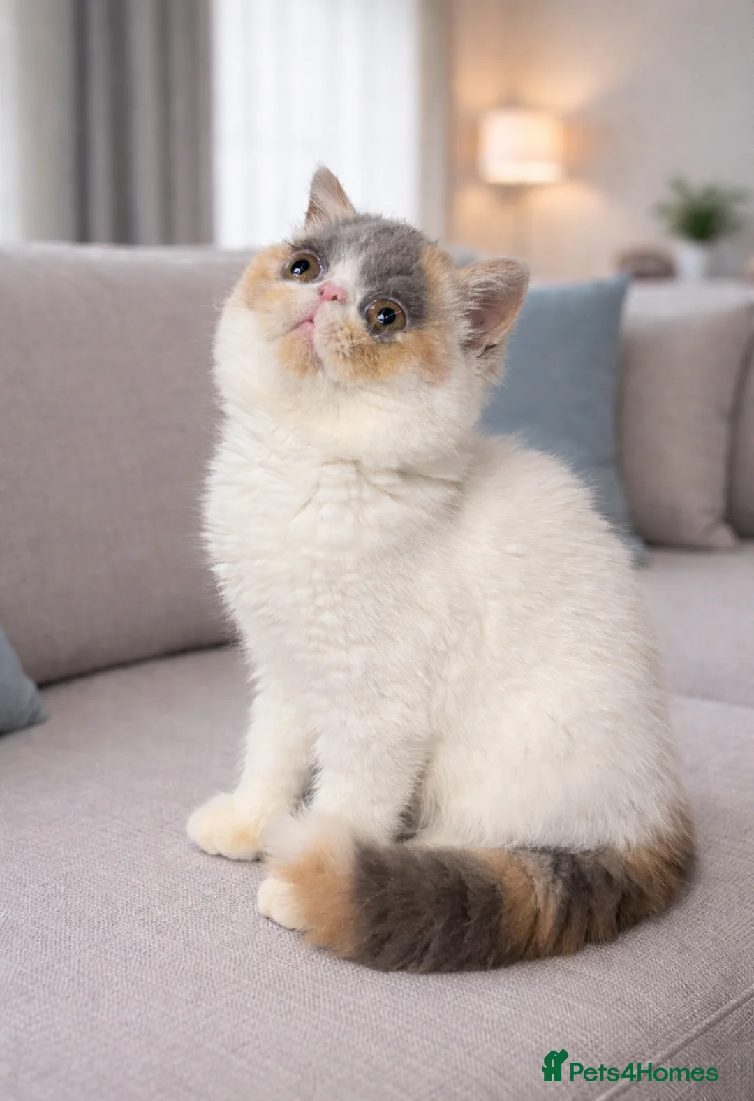 Exotic cats for sale: 💗 FEMALE EXOTIC KITTEN READY NOW  💗 - Advert 1