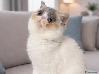 Exotic cats 💗 FEMALE EXOTIC KITTEN READY NOW 💗 - Advert 1