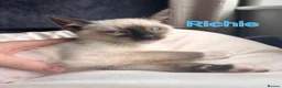 Ragamese cats for sale:    Gorgeous Ragamese Boys - Advert 7