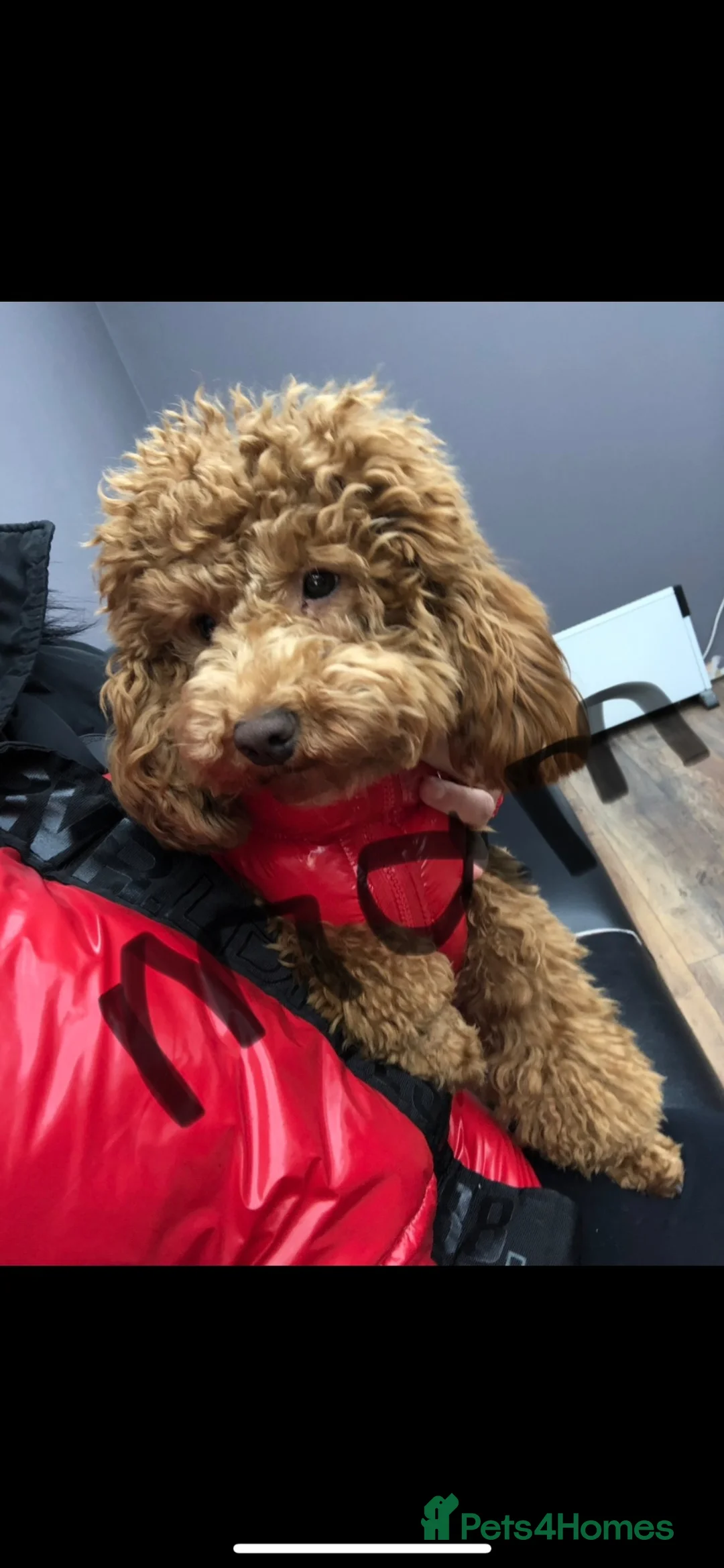 Cockapoo dogs for sale: COCKAPOO PUPPIES READY TO LEAVE(all girls) - Advert 1