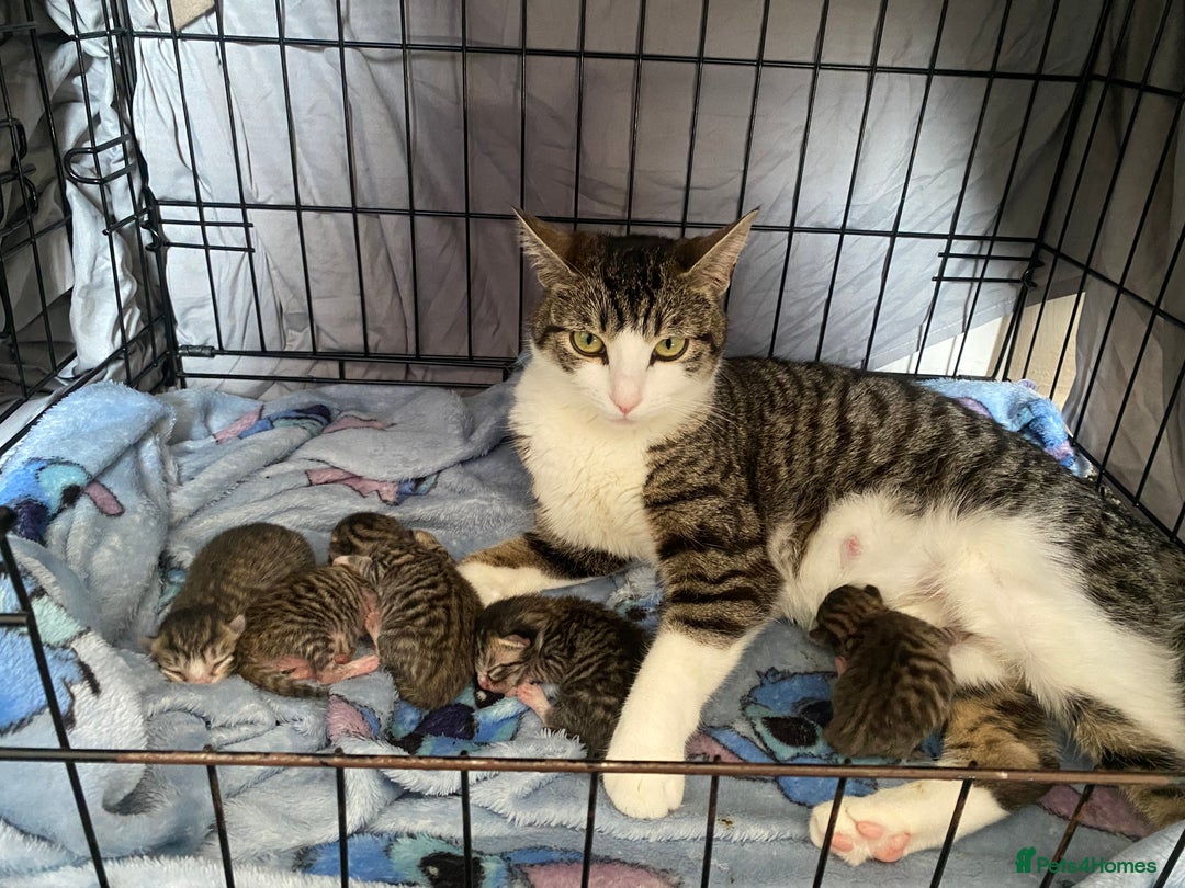 Mixed Breed cats for sale: Mixed breed kittens available  - Image 1