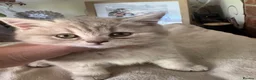 British Shorthair cats for sale: Female British Short hair kitten - Advert 6