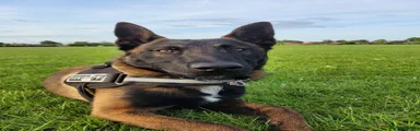 Belgian Shepherd Dog 1
