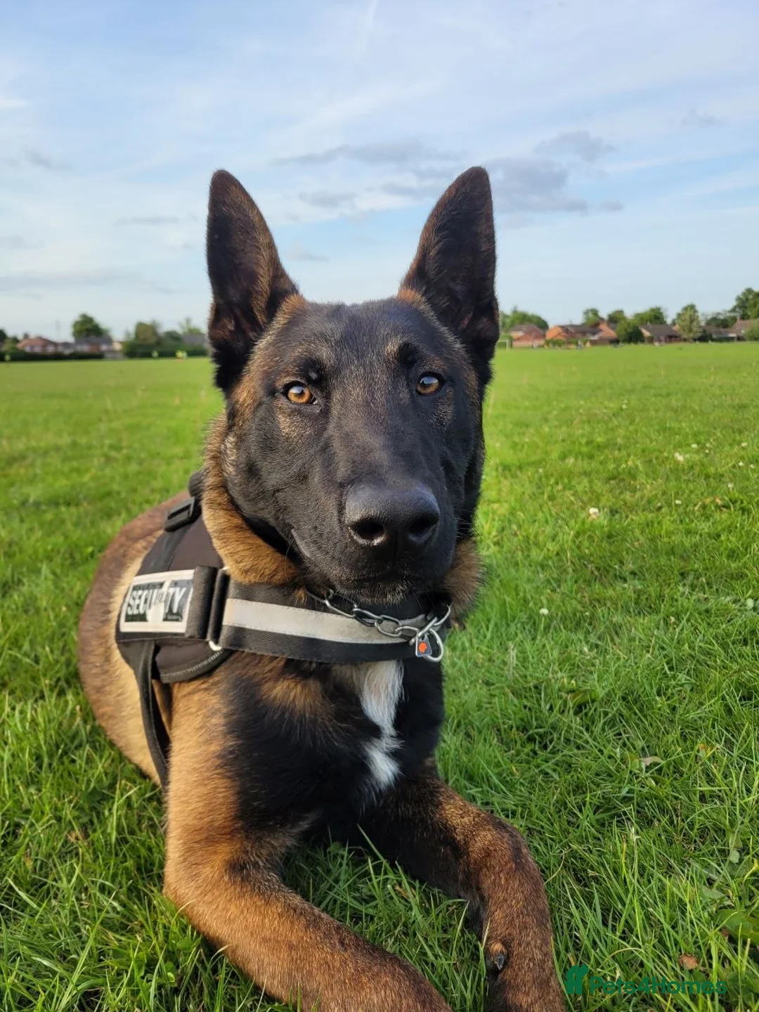 Belgian Shepherd Dog dogs for sale: Two Male Belgian Malinois  in Crewe - Advert 7