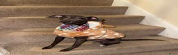 Italian Greyhound dogs for sale: Italian Greyhound Puppies in Gloucester - Advert 1
