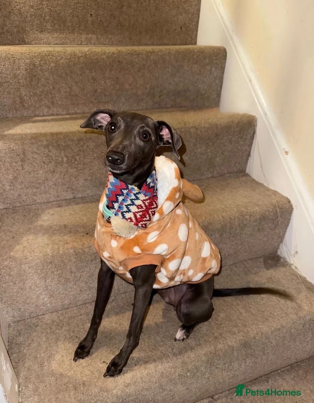 Italian Greyhound dogs for sale: Italian Greyhound Puppies in Gloucester - Advert 1