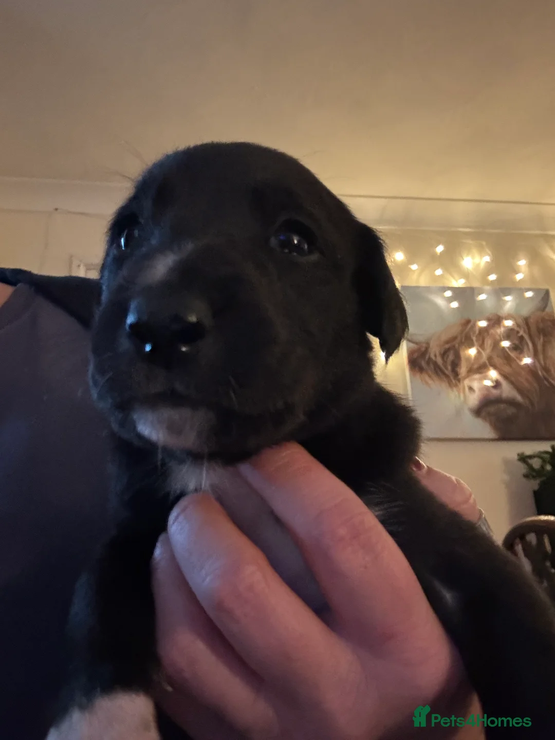 Mixed Breed dogs for sale: Whippet puppies  - Advert 14