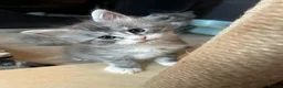 Maine Coon cats for sale: Exceptional POLYDACTYL Maine Coon Kittens  - Advert 18
