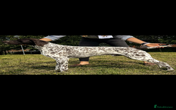 German Shorthaired Pointer dogs for sale: ⭐ 6 adorable German shorthaired pointer puppies ⭐️ - Advert 10