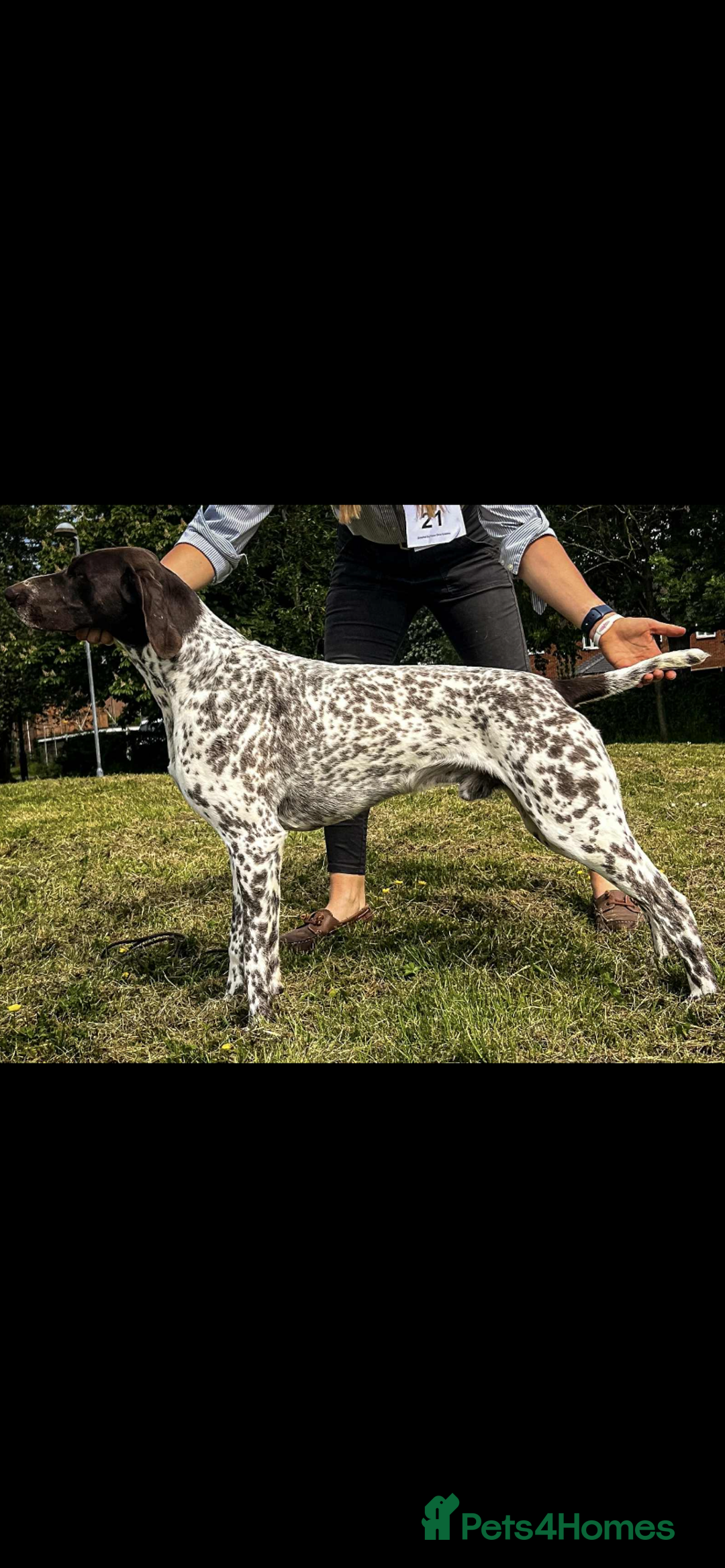 German Shorthaired Pointer dogs for sale: ⭐ 6 adorable German shorthaired pointer puppies ⭐️ - Advert 10