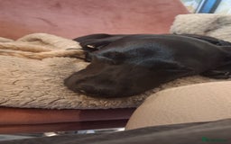 Mixed Breed dogs for sale: Cockerjack puppy for sale.  - Image 1