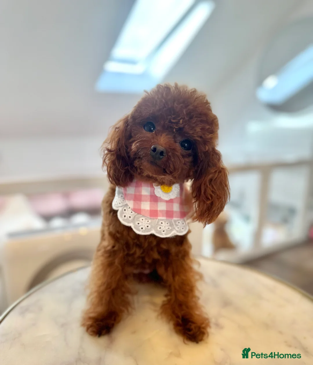 Toy Poodle dogs for sale: Tiny Asian Poodle  - Advert 5