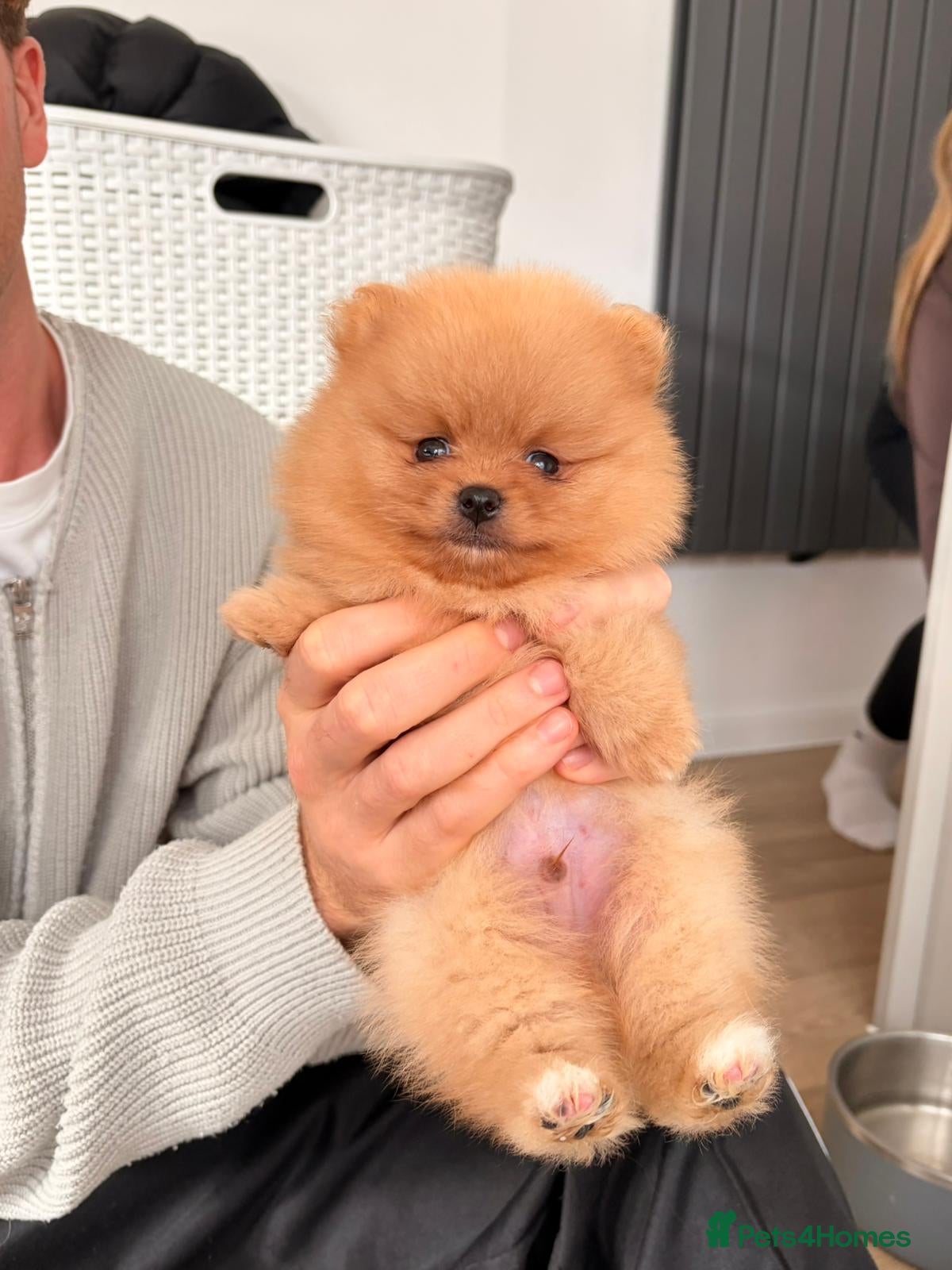 Pomeranian dogs Champion line gorgeous Poms  - Advert 4