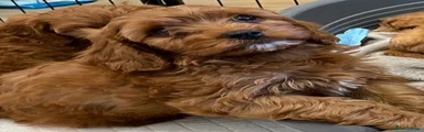 Cavapoo 2