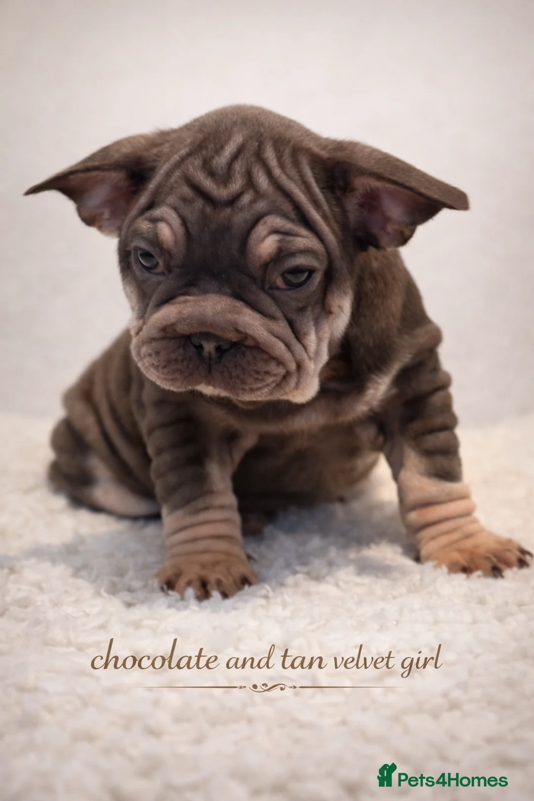 French Bulldog dogs for sale: Beautiful French bulldog puppies - Advert 2