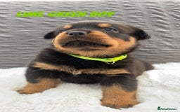 Rottweiler dogs for sale: Beautiful KC Rottweiler puppies - Image 23