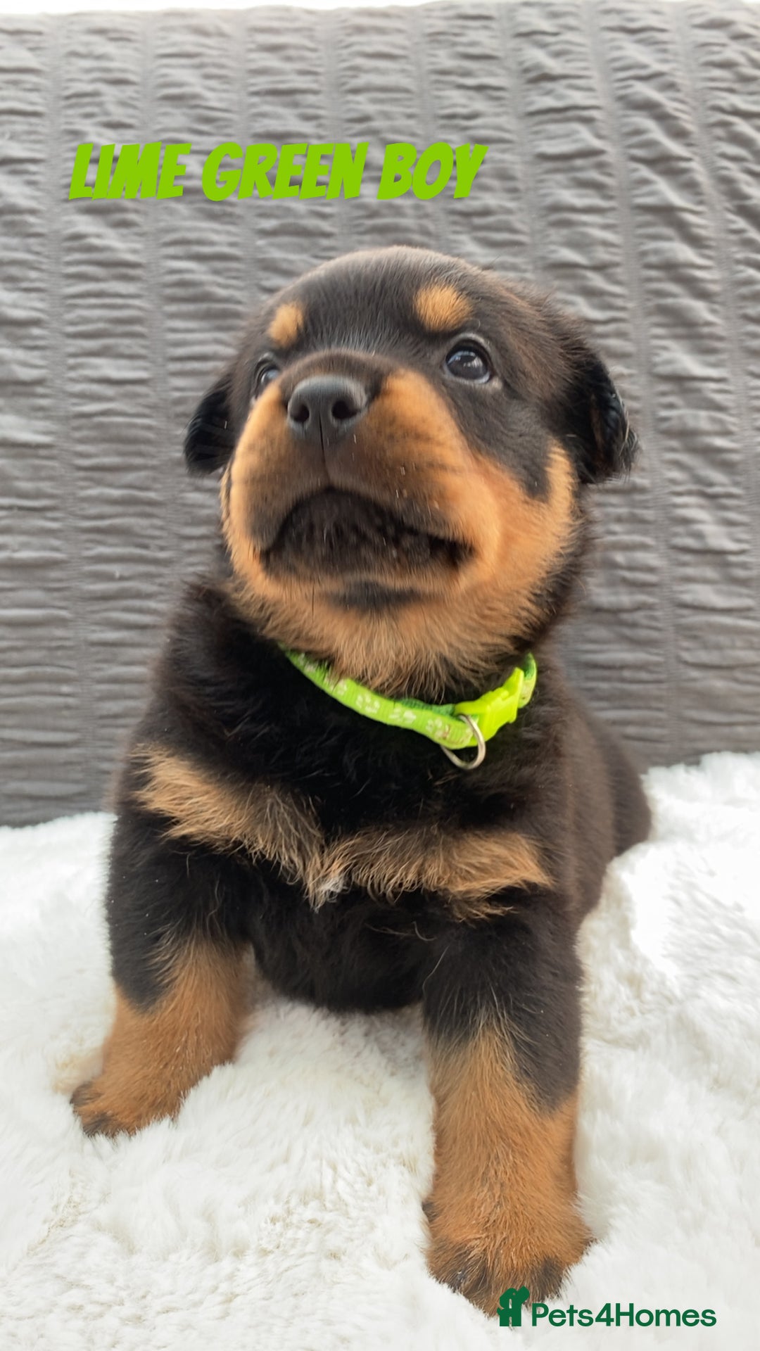 Rottweiler dogs for sale: Beautiful KC Rottweiler puppies - Image 23