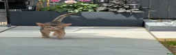 Abyssinian cats for sale:     Gorgeous kittens from champion parents 😽 - Advert 2