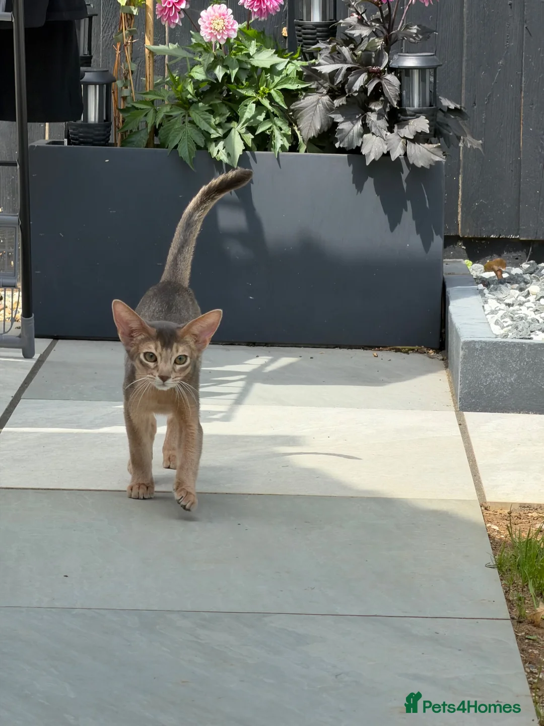 Abyssinian cats for sale:     Gorgeous kittens from champion parents 😽 - Advert 2