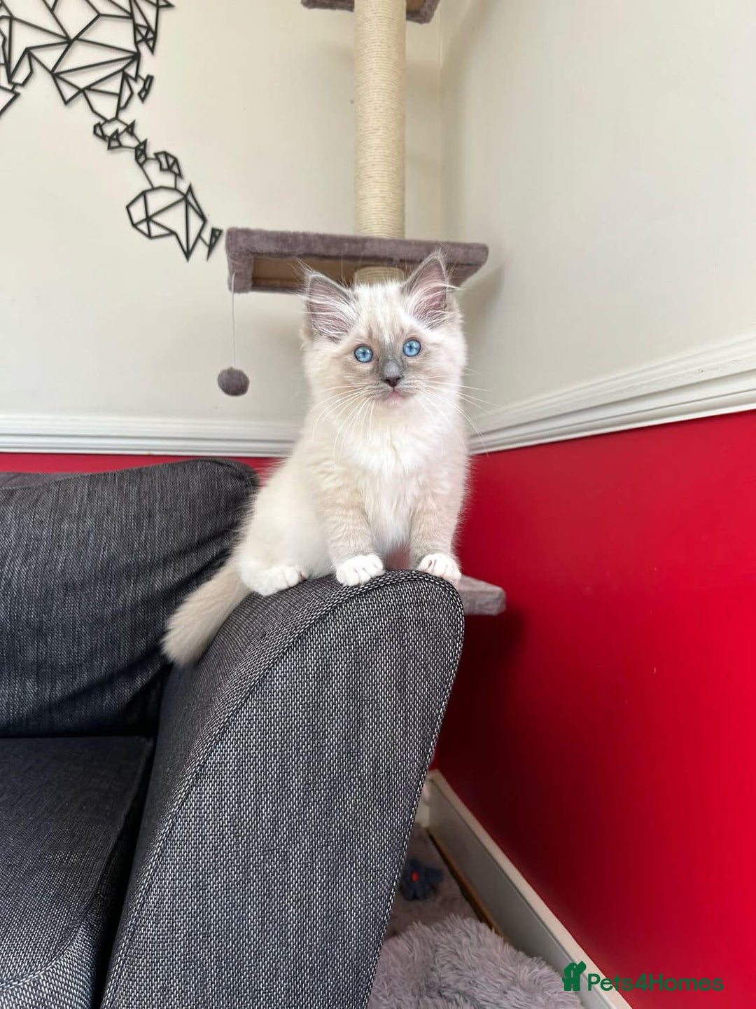 Ragdoll cats for sale: Beautiful Ragdoll Kittens - Image 1