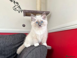 Ragdoll cats for sale - Advert 1
