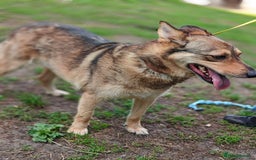 Mixed Breed dogs for adoption: 💙🐶 SIRKO 🐶💙 - Image 5