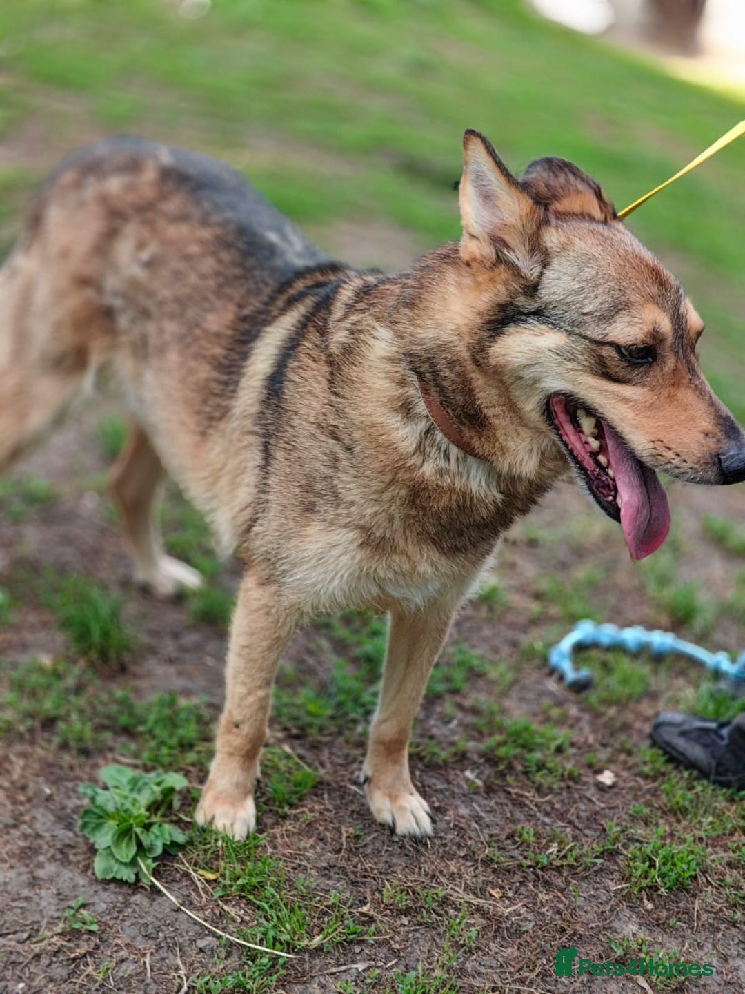 Mixed Breed dogs for adoption: 💙🐶 SIRKO 🐶💙 - Image 5
