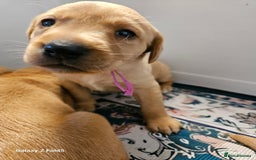 Labrador Retriever dogs for sale: KC REG Stunning Litter Fully Health Tested Parents - Image 25