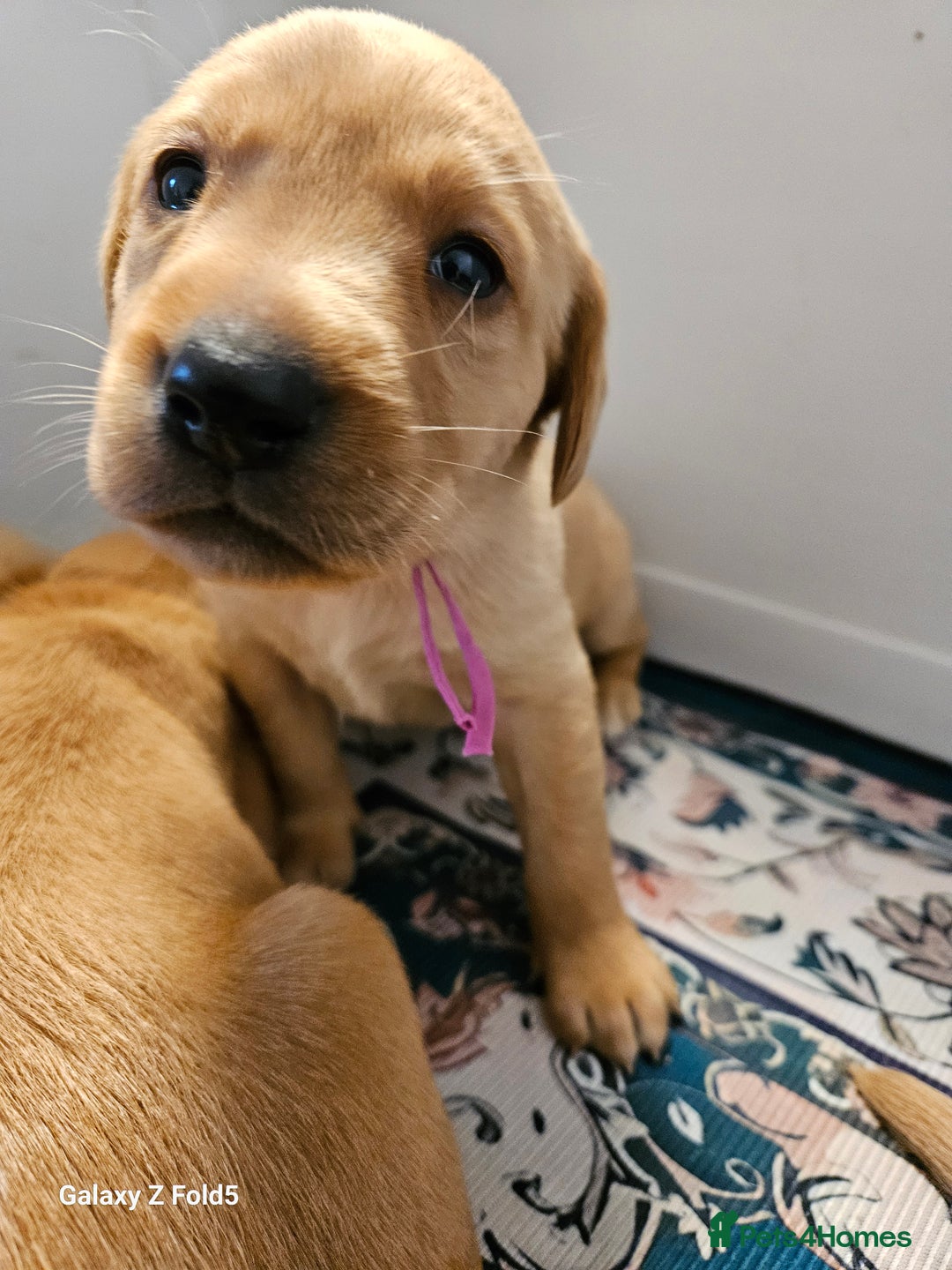 Labrador Retriever dogs for sale: KC REG Stunning Litter Fully Health Tested Parents - Image 25
