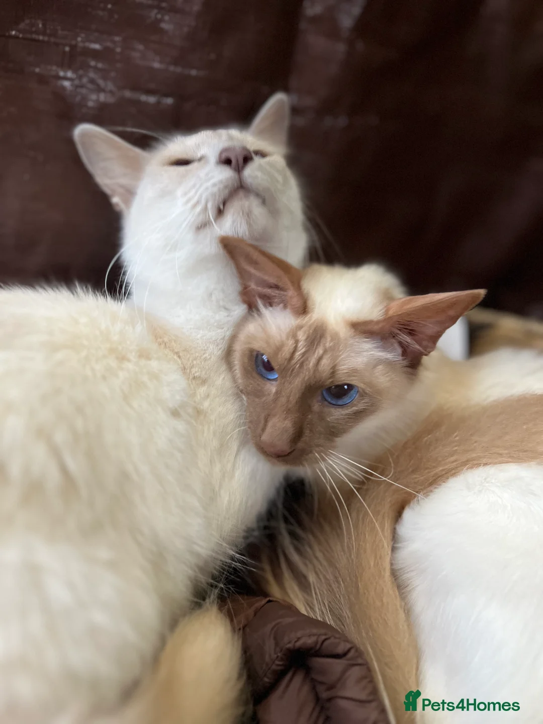 Siamese cats for sale: 2 sisters - Advert 2