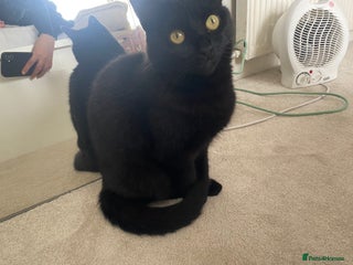 Bombay cats A new home for Bella - Advert 12