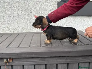 Dachshund dogs Standard Wirehaired Dachshund Bitch Puppy - Advert 1